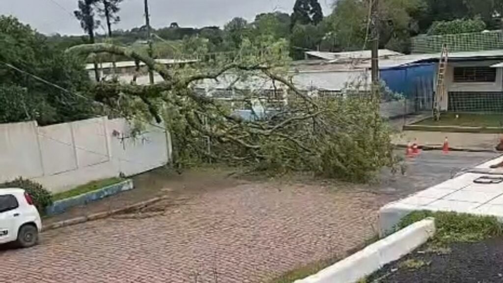 Árvore de grande porte cai durante temporal e deixa parte de Areia Branca dos Assis sem energia
